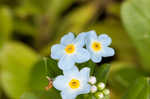 True forget-me-not